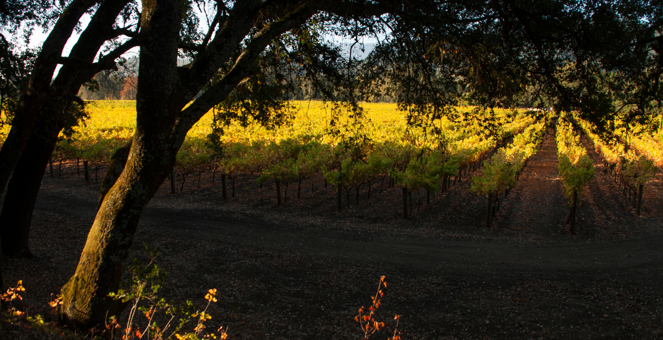 Early morning light through Oak Trees Vineyards St Helena California