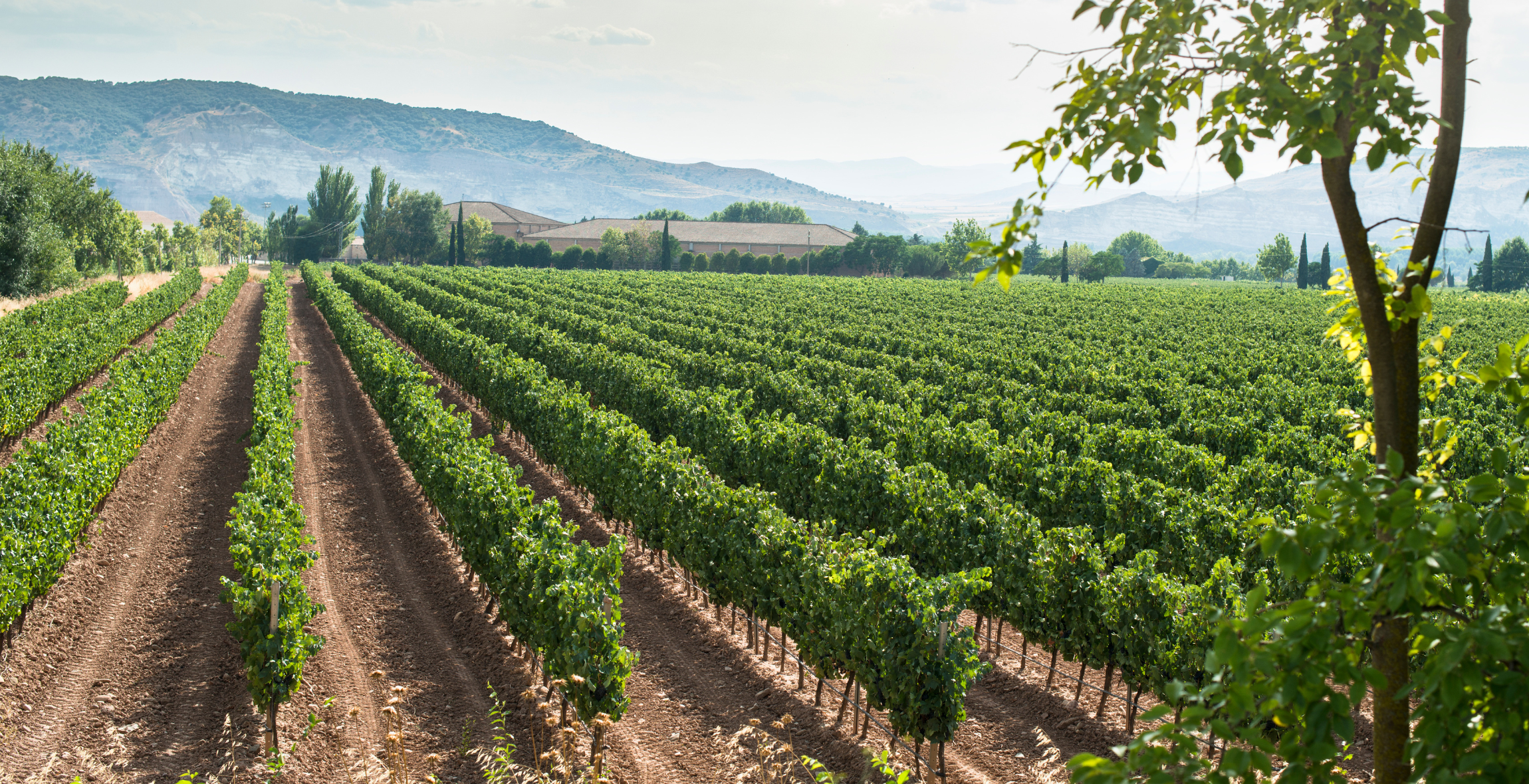 Vineyard / Winery in California 