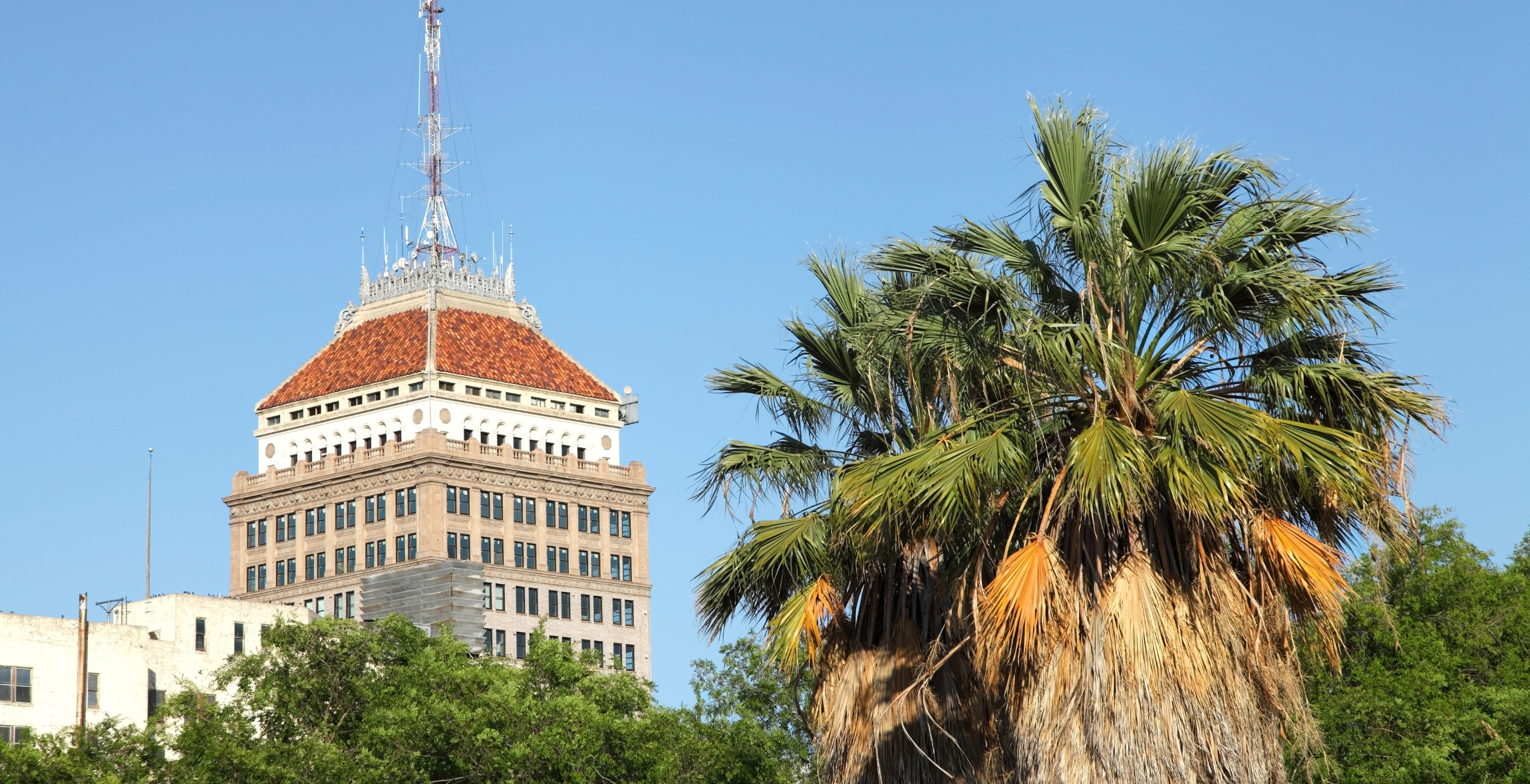a palm tree in front of a building with a clock tower in the background in Fresno, California