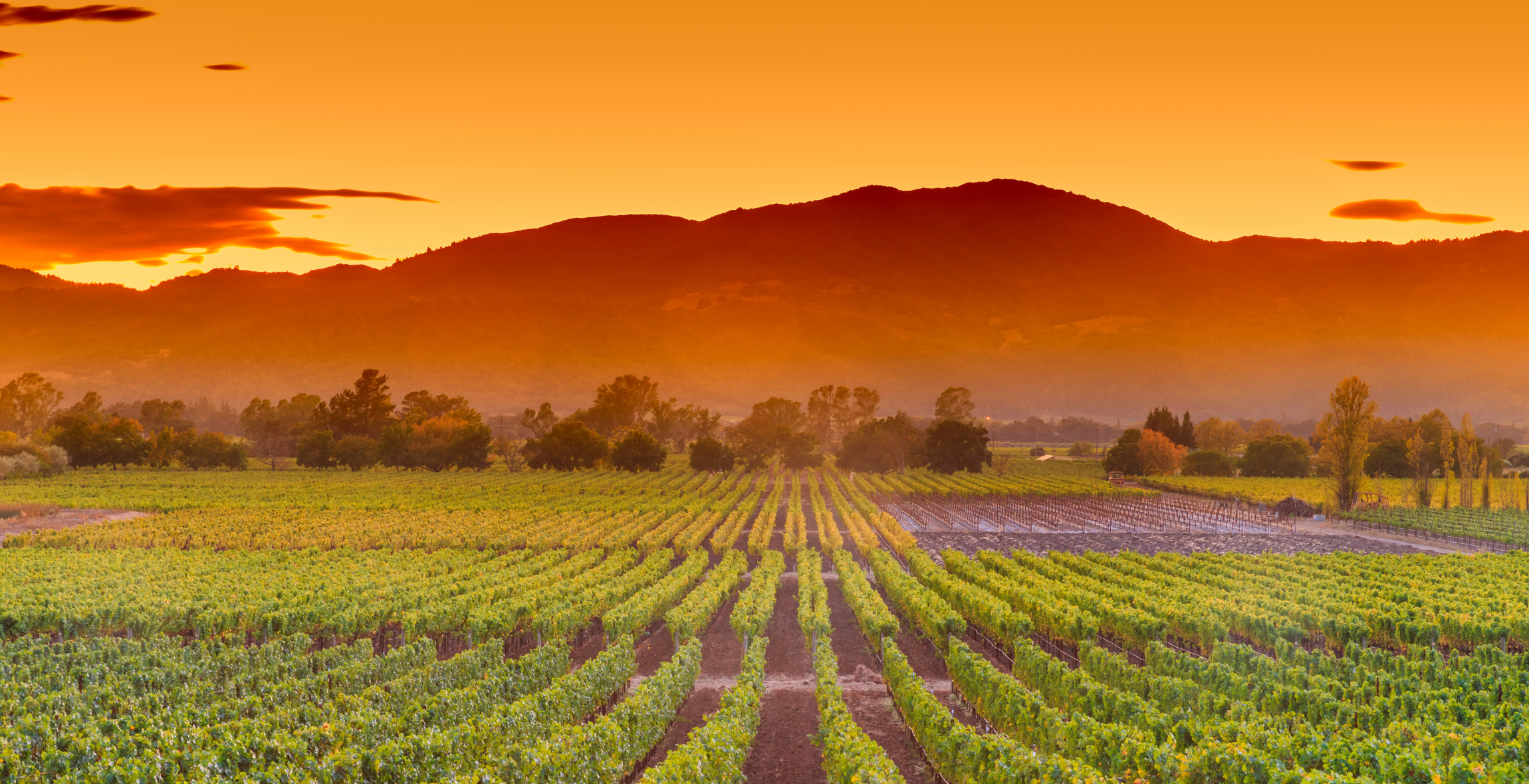 a vineyard field at sunset with mountains in the background