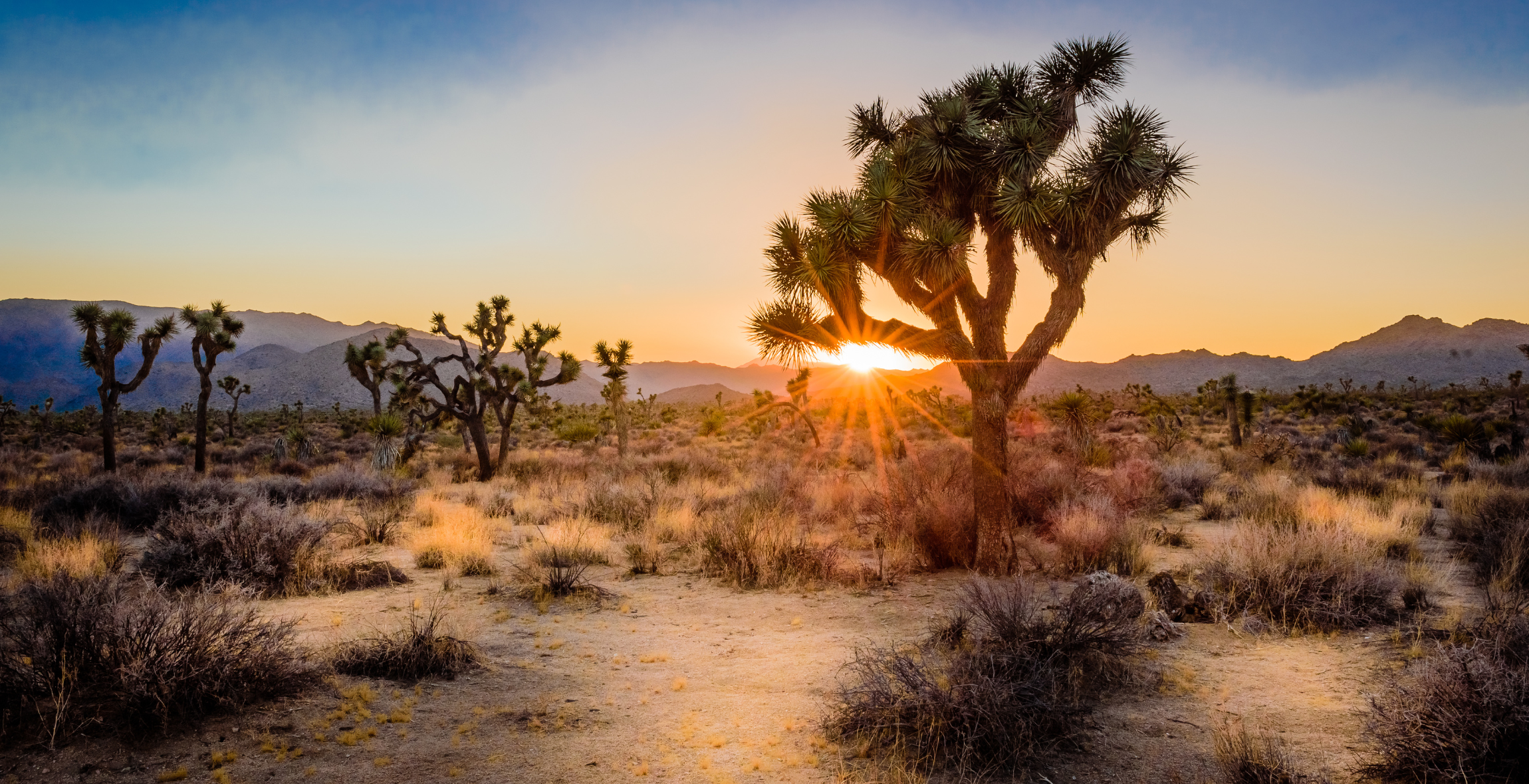 the sun sets around joshua tree national park, california