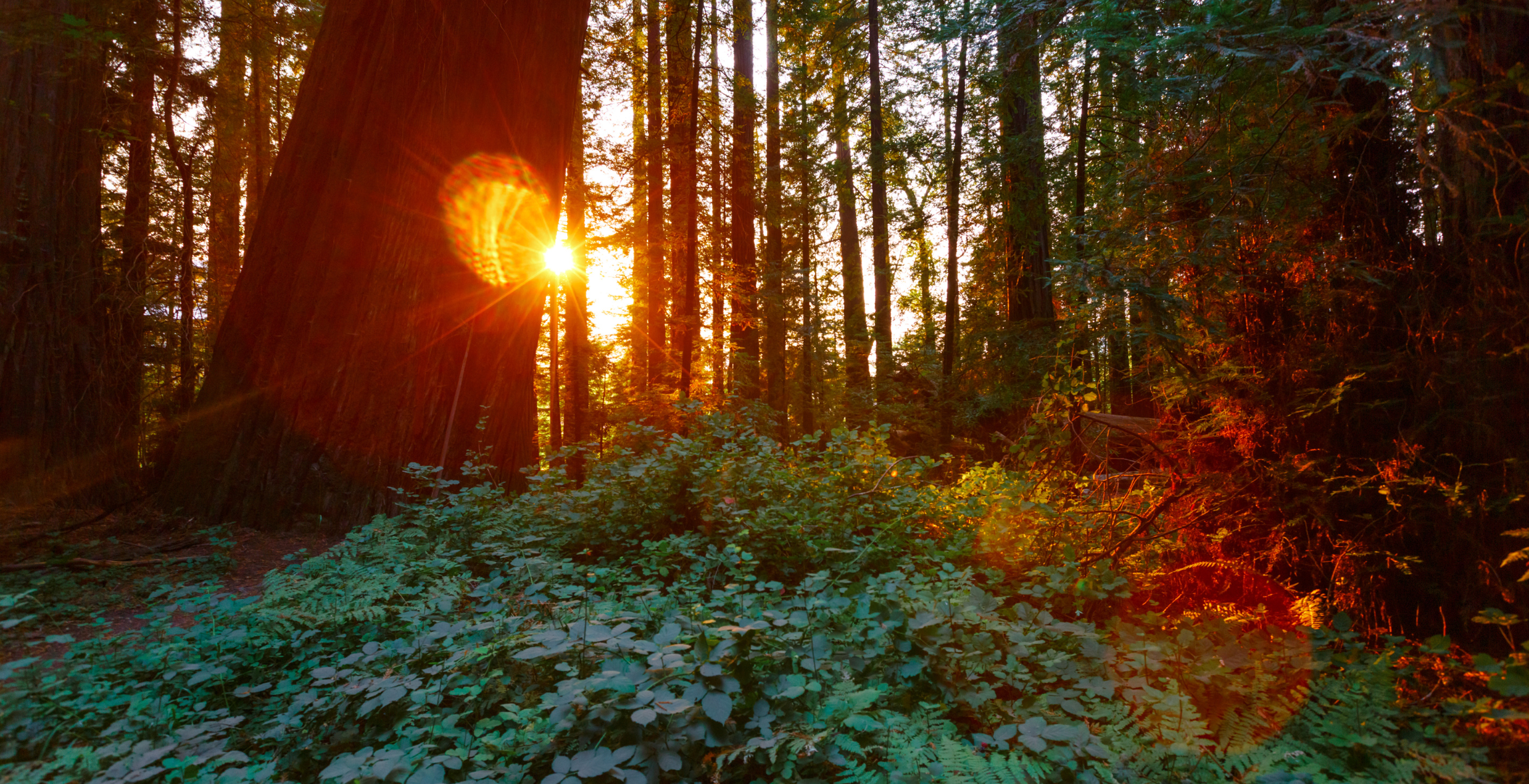 the sun shines through the trees in a redwood forest